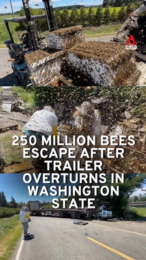 🐝 About 250 million honeybees escaped in Washington state, US, after a trailer carrying their hives overturned on May 30. Officials say they hope to save as many bees as possible and plan to allow the bees to return to their hives and find their queen bee. #honeybee #usnews #usa #bees | CNA