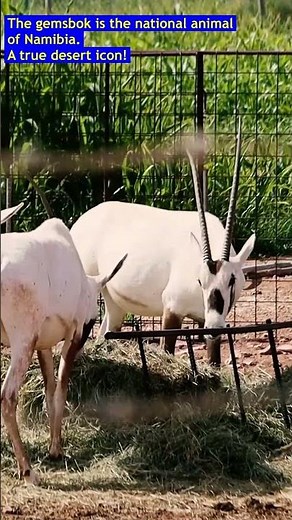 Africa’s Unicorn? 🦄 The Gemsbok Explained | AMNH | New York | US Travel Dairies | #short