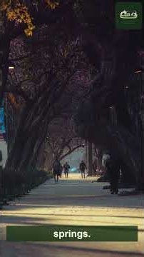 Mexico's 3,000-Year-Old National Tree Has the Widest Trunk on Earth #Shorts