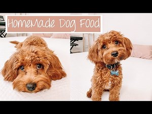 Cavapoo Puppy Life Q&A | My Home Made Dog Food Recipe