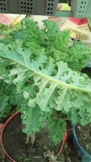 Health Benefit of Kale Plants |#henglyna6614