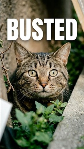 Caught Tom red-handed! 🐾 #caught #catgang