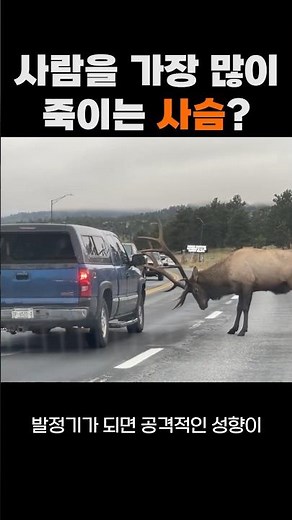 The deer that kills the most people? #Moose #Elk
