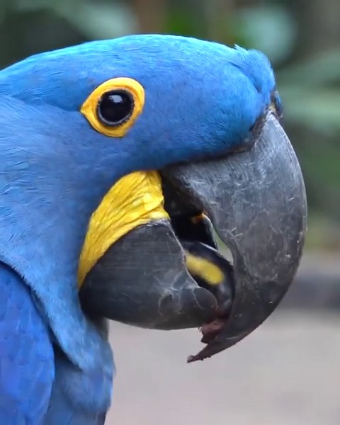 Incredible Close-Up of Hyacinth Macaw in Brazil