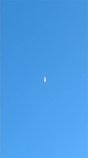 Paramotorist Spotted flying above Oakdale (Pt 1.) 11/22/2025