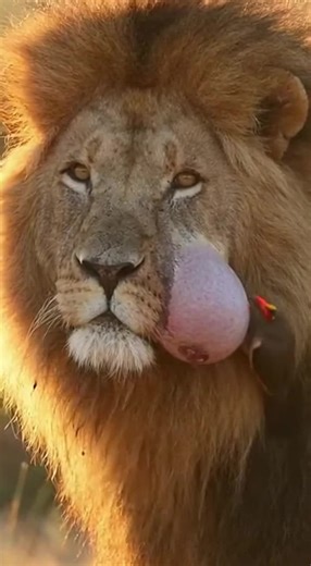 Exploring Alien Intelligence: Amazing Animal Insights