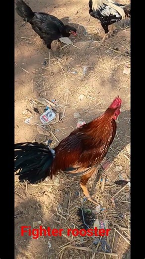 Fighter rooster #shortsviral #aseelmurga #viral #parrotbeak #murga #rooster