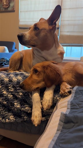 Emma and her big brother. #siblings #puppylove | puppy