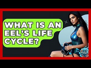 What Is An Eel's Life Cycle? - The Marine Life Explorer