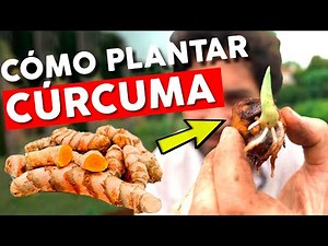 How to plant Turmeric from the Supermarket step by step the complete process