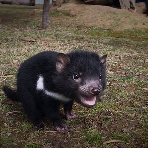 165K views · 6K reactions | Stop everything! It doesn't get much cuter than this... Video: Tasmania Zoo in Northern Tasmania | Discover Tasmania | Facebook