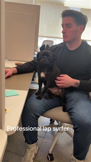 Black Pug Working Dog in NYC - Lap Surfing Co-worker