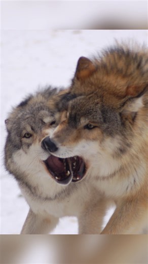 Check out our latest ethogram video where Assistant Wolf Curator Abby talks about jaw sparring, a common social behavior of wolves and dogs. What is Jar sparring? Jaw sparring is when two canids spar with wide-open jaws. Have you witnessed your dogs at home displaying this behavior? Share your pics or videos of your dogs in the comments below! #wolffacts #internationalwolfcenter #wolf #wolfwednesday🐺 #ethogram . | International Wolf Center