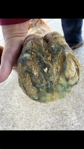 Clubfooted foundered horse with ringbone ￼🤦🏽‍♂️