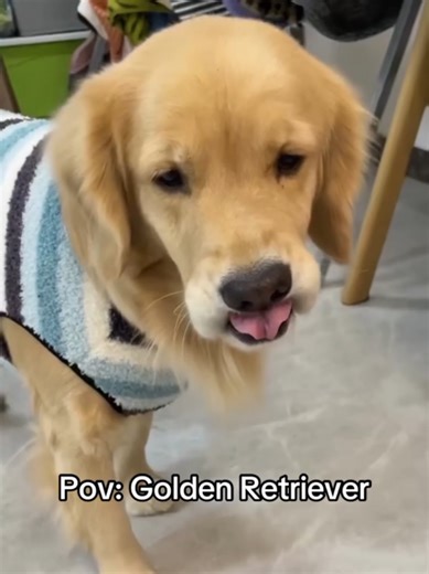 Adorable Golden Retriever Moments You Can't Miss