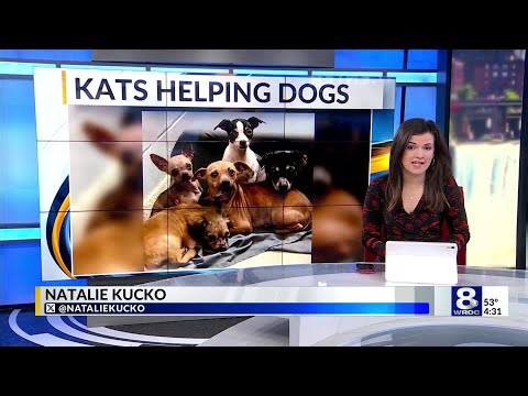 Local cat rescue helping dogs seized from Orleans Co. investigation