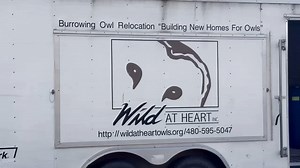 Ever wondered how we build homes for our Burrowing Owls? Check out this video showing how we prepare their new habitats! Thanks to research, we know that larger burrow chambers are better for owls during breeding. We've upgraded from using five-gallon buckets to half of 55-gallon barrels, which we get from a generous donation by Swire Coca Cola in Tempe. Watch as we load up 80 barrels into our owl trailer. These barrels will soon be marked, cut, and transformed into artificial burrows for the ne