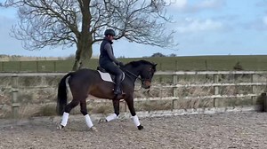5.9K views · 7 comments | Smart Event/Allrounder 16hh Bay Gelding...