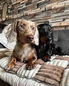 Cattasaurus Washable Pet Friendly Couch Covers for 3 Cushion Sofa, Comfort Cat Beds for Indoor Cats, Cozy Kitten Bed, Super Soft Plush Pet Bed for Cat/Dog with Anti-Slip Bottom (Medium, Light Brown)