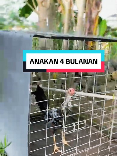 Ayam Sweater Kanawayon: A Comprehensive Guide