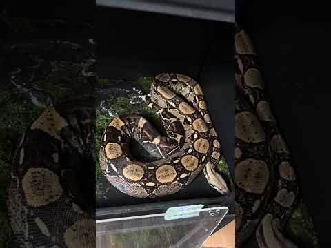 Two gravid female boas last update