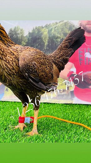 862K views · 10K reactions | 1/2 sweater 1/2 Asil pullet #gallofino #gallo #gallosfinos #gallos#sweater #gamefowl #gamefowlbreeder #gamefowlnation#gamefowlmovement #gallero #galleros #galleronation#gamefarm #gamefowl #boneyardfarm #gamefowls | Boneyard farm | Facebook