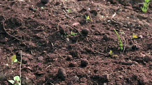 ワイルドライフ 自然写真家 野生へのまなざし 中村征夫 今森光彦[解][字][再] 260207