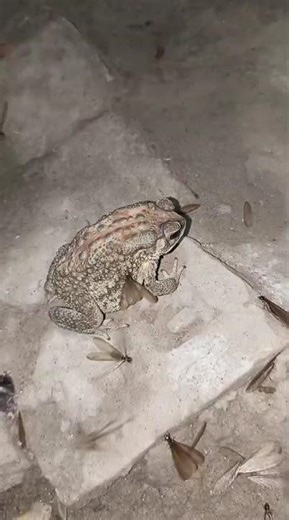 Frog's insect hunting