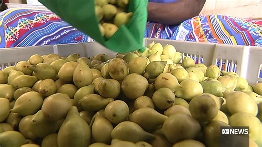 5.8K views · 37 reactions | The World Intellectual Property Organization has agreed to a new treaty aimed at preventing the for-profit piracy of traditional knowledge Biopiracy is when companies lift ideas carried on for generations by Indigenous cultures and then put patents on the products they create as a result. When news is breaking, stay in the know. Download the ABC NEWS app: https://ab.co/abcnewsapp | ABC News | Facebook