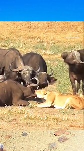 6.6M views · 10K reactions | Lion Launches Attack on Buffalo | Myiphoneอุดรธานี มือถือแบรนด์แท้ ราคาถูกสุดในประเทศ | Facebook