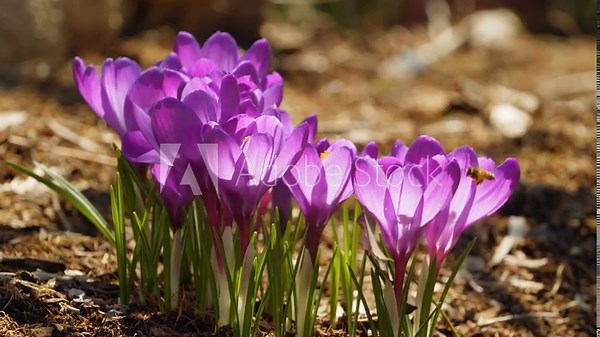 Crocuses, Spring flowers and reviving nature. Beautiful spring nature landscape, soft focus. Natural scene with blooming purple and yellow crocus flowers growing in a city park. Canada, Halifax Stock Video