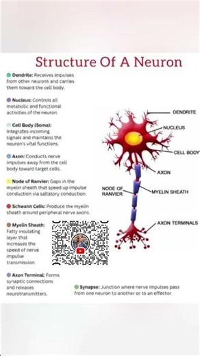 neuron structure and function #shorts #shortsfeed #biology #neurology #facts #viral #viralshort