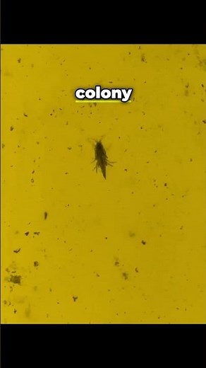 Discover the Secret World of Scuds in Aquariums! 🦐✨