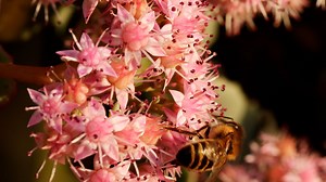 Bee, Honey Bee, Stonecrop