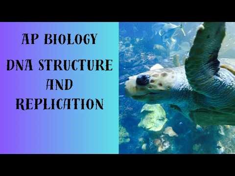 AP Biology - DNA Structure & Replication