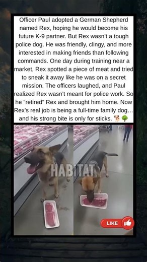 This ‘Police Dog’ Failed Training for the Funniest Reason