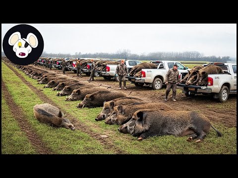Shocking Video: Watch How An Alabama Farmer Cleared Out 9 Millions Of Feral Hogs #wildboars
