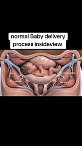 Normal Baby delivery process insideview #process #human #anatomy #foryoupage #ytshorts | 3D Healthy Food Lab