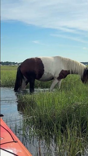 Come on a Chincoteague kayak tour to see the wild ponies
