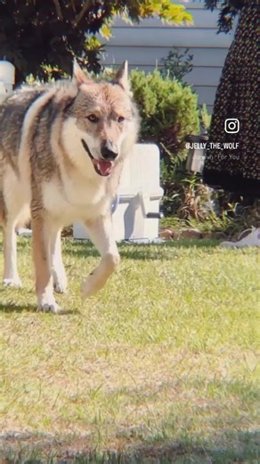 weekend vibes #울프독 #늑대개 #늑대 #대형견 #초대형견 #틱톡애니멀 #애니멀톡 #내펫자랑 #펫일상톡 #반려견 #대형견 #울프독젤리 #wolf #wolfdog #csv #wolflover