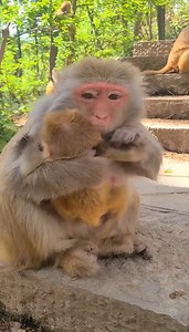 A mother monkey weans her young and causes her to become hungry #reelsfb #reelsviral #reelsvideo #reels2023 #reelsusa | Mili Clips