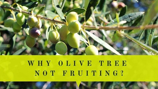 Olive Tree Not Fruiting - Why My Olive Tree Doesn’t Produce Fruits? | Oliviada