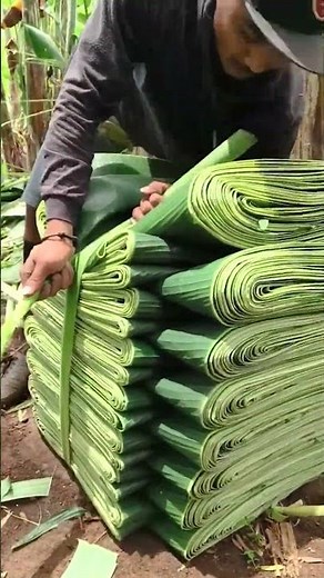 Eco-Friendly Plastic-Free Packaging – Banana Leaf Harvesting on the Plantation