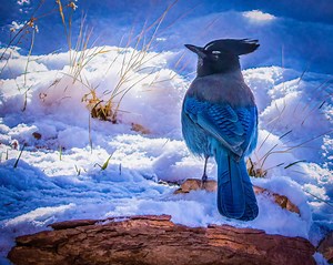 Winter bird feeding in the mountains of Colorado: What local birds eat, how to do it safely