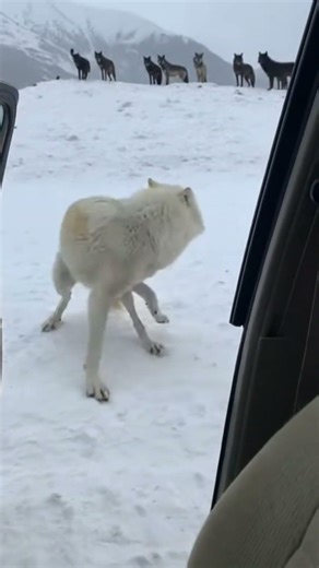 Pup Placed Safe, Chaos Unleashed#WolfInstinct 🐺 #SavagePack ❄️ #RawSurvival #4KReality 🎥