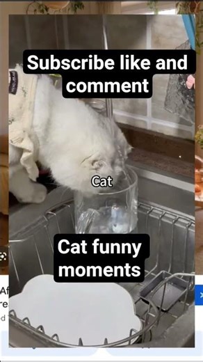 Cat funny meme #shorts #memes #funny #cats #funntcats