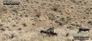 Male Donkeys Mating with Female Donkey | Donkey Mates with Their Partners