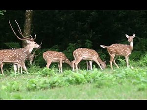 Spotted Deer Mating At Chitwan National Park | Deer mating | Animal mating 2022
