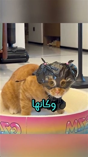 Secrets About Cats You've Never Heard Before, Part 2