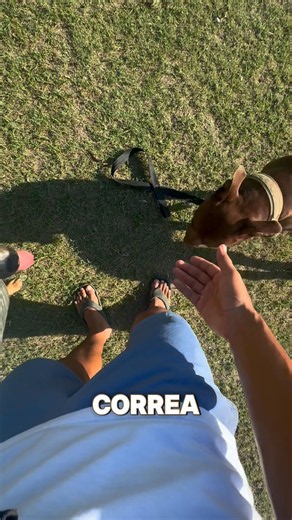Prueba de soltar la correa en el paseo 🐶✅ #adiestramientocanino #pitbull #paseo
